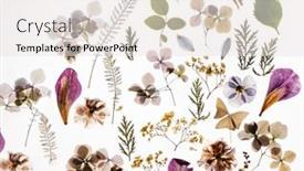  Presentation with white flowers - Amazing slide deck having dry-flowers-on-the-white backdrop and a white colored foreground