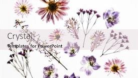  Presentation with white flowers - Slide set featuring dry-flowers-on-the-white background and a lemonade colored foreground