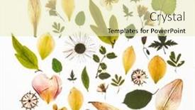  Presentation with white flowers - PPT layouts consisting of dry-flowers-on-the-white background and a soft green colored foreground