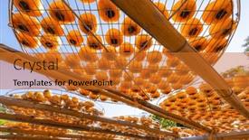 Presentation with factory - PPT theme consisting of dry-freshly-harvested-persimmons background and a gold colored foreground