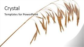  Presentation with dry - Colorful PPT theme enhanced with dry grass backdrop and a  colored foreground