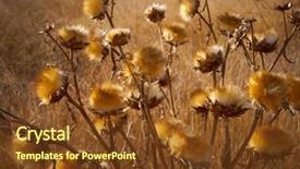  Presentation with thistle - Presentation design having dry grassland - dried thistle plant in golden background and a  colored foreground
