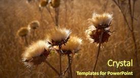  Presentation with thistle - Amazing presentation theme having dry grassland - dried thistle plant in golden backdrop and a  colored foreground