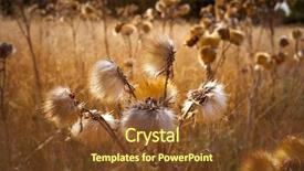  Presentation with thistle - Slide deck featuring dry grassland - dried thistle plant in golden background and a  colored foreground