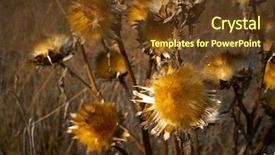  Presentation with thistle - Beautiful slides featuring dry grassland - dried thistle plant in golden backdrop and a  colored foreground