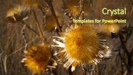  Presentation with thistle - Amazing slide set having dry grassland - dried thistle plant in golden backdrop and a  colored foreground