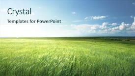  Presentation with field - Cool new presentation theme with dry grassland - field of barley and sunny backdrop and a light blue colored foreground