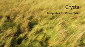  Presentation with dry - PPT layouts enhanced with dry grassland - grass background and a yellow colored foreground