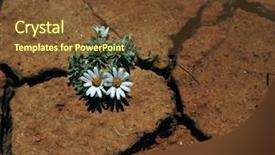  Presentation with drought - Audience pleasing presentation consisting of dry ground - flower in drought land backdrop and a tawny brown colored foreground