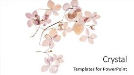  Presentation with hydrangea - Beautiful theme featuring dry hydrangea backdrop and a white colored foreground