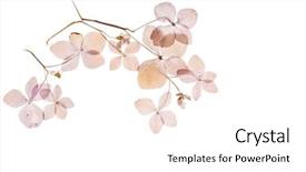  Presentation with hydrangea - Theme having dry hydrangea background and a white colored foreground