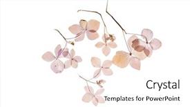  Presentation with hydrangea - Theme having dry hydrangea background and a pink colored foreground