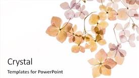  Presentation with hydrangea - Slide set enhanced with dry hydrangea background and a white colored foreground