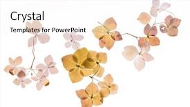  Presentation with hydrangea - Presentation design having dry hydrangea background and a white colored foreground