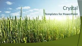  Presentation with field - Presentation featuring dry landscape - field of rye and sunny background and a  colored foreground