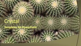  Presentation with succulent borders - Audience pleasing presentation theme consisting of dry landscape - macro of succulent plant backdrop and a violet colored foreground