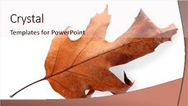  Presentation with isolated fall oak leaf - Colorful slide deck enhanced with dry leaf isolated on white backdrop and a  colored foreground