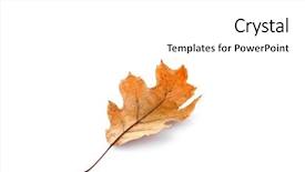 Presentation with isolated fall oak leaf - Slide set with dry leaf isolated on white background and a white colored foreground