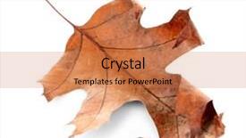  Presentation with dry - Presentation theme with dry leaf isolated on white background and a  colored foreground