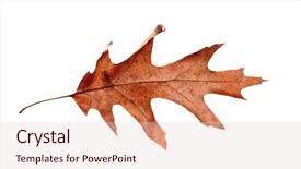  Presentation with betel leaf - Amazing slides having dry leaf on white background backdrop and a  colored foreground