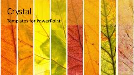  Presentation with autumn leaves - Slide deck featuring dry leaves - autumn colors background and a gold colored foreground