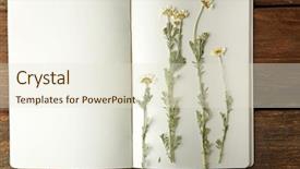  Presentation with notebook - PPT layouts consisting of dry leaves - beautiful dried blossoms in notebook background and a lemonade colored foreground