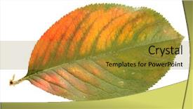  Presentation with bright white - Presentation theme consisting of dry leaves - bright autumn leaf isolated background and a gold colored foreground