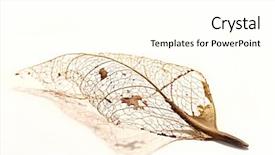  Presentation with skeleton - Beautiful presentation featuring dry leaves - closeup of skeleton backdrop and a cream colored foreground