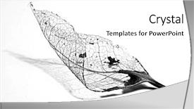  Presentation with skeleton - Slides with dry leaves - closeup of skeleton background and a white colored foreground