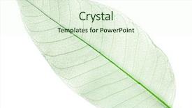  Presentation with earth science green and white - Audience pleasing PPT theme consisting of dry leaves - dried green leaf isolated backdrop and a sky blue colored foreground