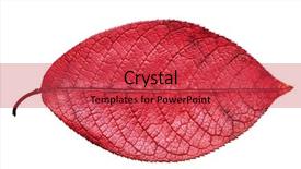  Presentation with isolated fall oak leaf - Beautiful slides featuring dry leaves - fall red leaf isolated backdrop and a red colored foreground