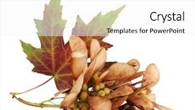  Presentation with maple leaf - Presentation design consisting of dry leaves - maple seed and autumn leaf background and a white colored foreground