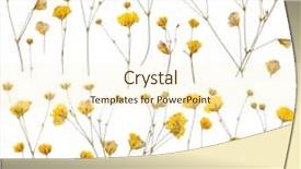  Presentation with dry - Slides consisting of dry leaves - pressed yellow wildflowers isolated background and a cream colored foreground