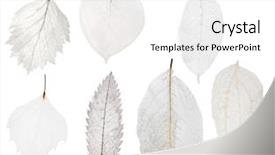  Presentation with skeleton - Cool new presentation theme with dry leaves - set of seven light leaf backdrop and a white colored foreground