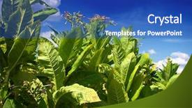  Presentation with plantation - Audience pleasing PPT layouts consisting of dry leaves - tobbaco plantation backdrop and a cobalt blue colored foreground