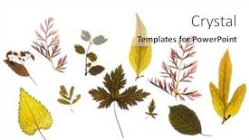  Presentation with dry - PPT theme having dry-leaves-on-the-white background and a white colored foreground