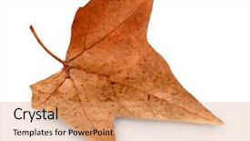  Presentation with dying - Slide set consisting of dry maple leaf isolated background and a  colored foreground
