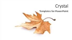  Presentation with dying - Beautiful PPT theme featuring dry maple leaf isolated backdrop and a white colored foreground