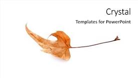  Presentation with dying - Slides featuring dry maple leaf isolated background and a white colored foreground