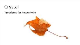  Presentation with dying - Cool new presentation theme with dry maple leaf isolated backdrop and a white colored foreground