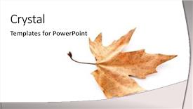  Presentation with dying - Audience pleasing slide deck consisting of dry maple leaf isolated backdrop and a white colored foreground