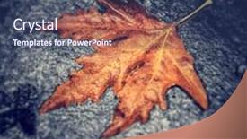  Presentation with maple leaf - Amazing slides having wet asphalt abstract natural background backdrop and a ocean colored foreground