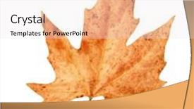  Presentation with maple leaf - Beautiful PPT layouts featuring dry maple leaf on white background backdrop and a white colored foreground