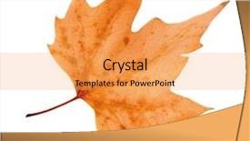  Presentation with dying - PPT layouts consisting of dry maple leaf on white background and a yellow colored foreground