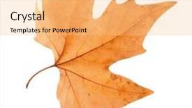  Presentation with maple leaf - Amazing PPT layouts having dry maple leaf on white background backdrop and a yellow colored foreground
