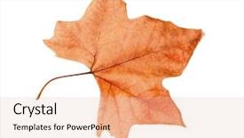  Presentation with maple leaf - Colorful slide deck enhanced with dry maple leaf with pincers backdrop and a  colored foreground