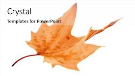  Presentation with maple leaf - Amazing theme having dry maple leaf with pincers on white background backdrop and a white colored foreground