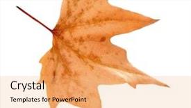  Presentation with maple leaf - Slides with dry maple leaf with pincers on white background background and a coral colored foreground