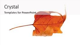  Presentation with maple leaf - Colorful PPT theme enhanced with dry maple leaf with pincers on white background backdrop and a white colored foreground