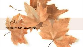  Presentation with maple leaves - Slide deck consisting of dry maple leaves isolated on white background and a coral colored foreground